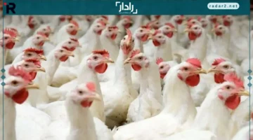 انخفاض جديد.. تعرف على تفاصيل تراجع أسعار الدواجن والبيض في تعاملات الثلاثاء 16 ديسمبر 2025